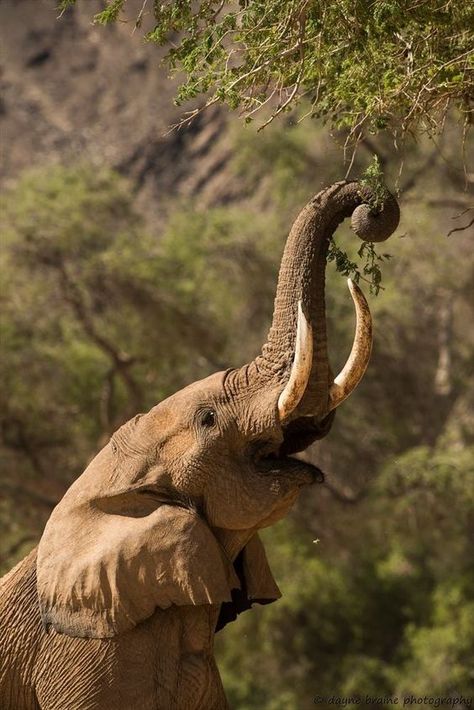 Elephant Reference, Elephant Backpack, Elephant Facts, Elephant Canvas Art, African Bush Elephant, Elephant Photography, Elephant Pillow, Elephant Pictures, Elephants Photos