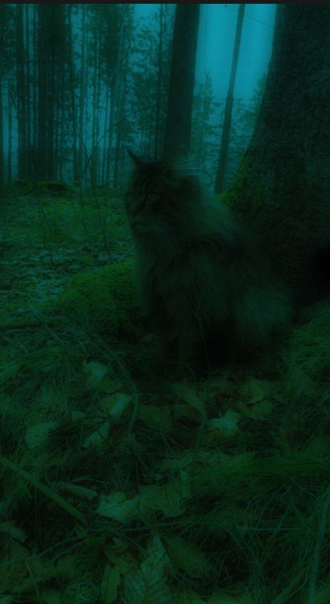 Starfleshcore Wallpapers, Grunge Cat Wallpaper, Starflesh Core Aesthetic Wallpaper, Starflesh Core Wallpaper, Forest Grunge Aesthetic, Starflesh Wallpaper, Starflesh Aesthetic, Skyler Core, Starflesh Core Aesthetic