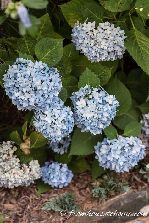 Mophead Hydrangea macrophylla | Why are my Hydrangeas not blooming? | Having trouble with your hydrangeas not blooming? Find out how to fix the problems so that you can grow these beautiful flowers in your garden. Shade Flowers Perennial, Part Shade Perennials, Mophead Hydrangea, Shade Loving Shrubs, Hydrangea Petiolaris, Plants Under Trees, Big Leaf Hydrangea, Smooth Hydrangea, Shade Loving Perennials