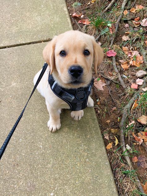 Labrador Puppy Aesthetic, Puppy Love Aesthetic, Puppy Aesthetic, Lab Puppies, Labrador Puppy, Yellow Lab, Cute Dogs And Puppies, Puppy Pictures, Cuteness Overload