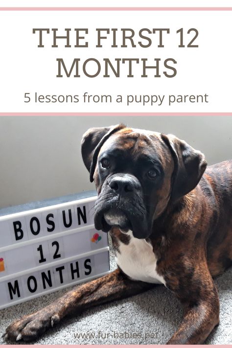 Boxer dog puppy advice for new dog owners 6 Month Puppy Schedule, 6 Month Old Puppy Schedule, 5 Month Old Puppy Schedule, Puppy Schedule, Puppy Training Schedule, Puppy Development, Boxer Dog Puppy, Puppies Tips, Boxer Puppy