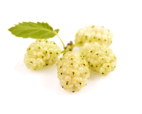 The root juice of white mulberry agglutinates the blood and kills worms in the digestive system. The leaf juice is used to prevent throat infections and inflammation and it is its diaphoretic and emollient properties helps with this action.  http://www.fruitsinfo.com/white-mulberry.php  ‪#‎fruitsinfo‬ ‪ #‎healthfacts‬ ‪ #‎whitemulberryfruit‬ Food For The Gods, White Mulberry, Fruit Health, Throat Infection, Bay Rum, Aromatic Oils, Reduce Cholesterol, Unique Trees, Red Fruit