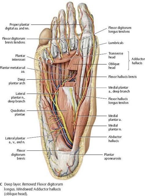 Ankle Anatomy, Muscles Anatomy, Body Images, Human Muscle Anatomy, Foot Anatomy, Gross Anatomy, Basic Anatomy And Physiology, Anatomy Physiology, Human Body Anatomy