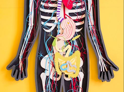 Geek Art Gallery: Papercraft: The Human Body Anatomy App, Kelli Anderson, Human Body Projects, Human Body Model, Craft Work For Kids, Human Body Anatomy, Human Body Systems, Medical Art, Body Anatomy