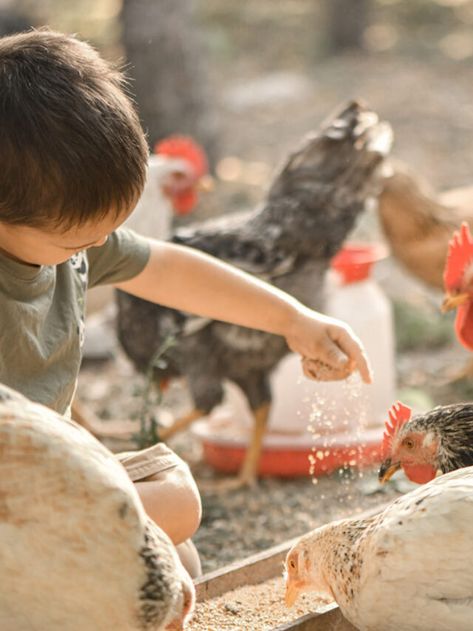 5 Ways to Feed Chickens Without Buying Feed - Farmhouse Guide Feed Chickens, Chicken Owner, Barley Grass, Free Range Chickens, Food Scraps, Chicken Feed, Rich In Protein, A Penny, Love Eat