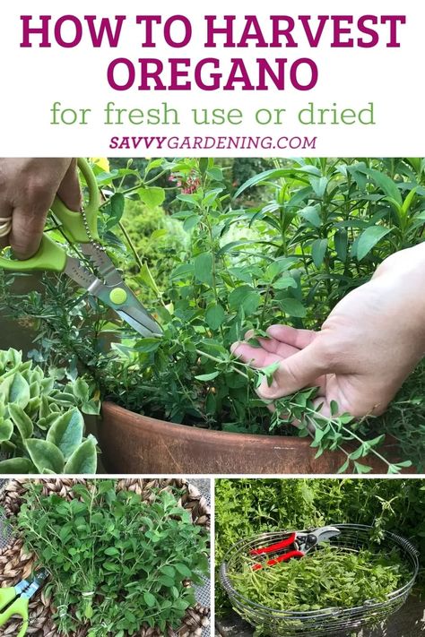 Oregano is among the most popular herbs home gardeners can put in their garden, it's an easy one to grow and harvest. Most gardeners know purchasing dried and crushed oregano leaves from the grocery store is expensive. Check out this article to get great gardening tips on how to harvest oregano for both fresh use and for drying, along with ideas for growing it successfully. Harvesting Oregano How To, How To Preserve Oregano, Harvesting Oregano, Planting Veggies, Herb Planting, Food Drying, Preserve Fresh Herbs, Growing Oregano, Drying Fresh Herbs