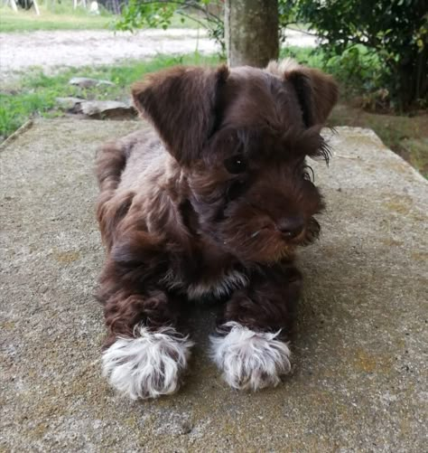 Mini Schnauzer Brown, Mini Schnauzer Puppies, Miniature Schnauzer Puppies, Dog Mommy, Schnauzer Puppy, Schnauzer Dogs, Cute Little Puppies, Fluffy Animals, Cute Dogs And Puppies