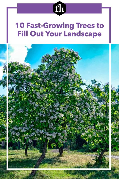 Whether your goal is adding quick curb appeal, shade or privacy, here are 10 trees that provide results faster than average. Fast Growing Shade Trees, Creative Landscaping, Fast Growing Evergreens, Growing Trees, Privacy Trees, Landscaping Trees, Reading More, Driveway Landscaping, Fast Growing Trees