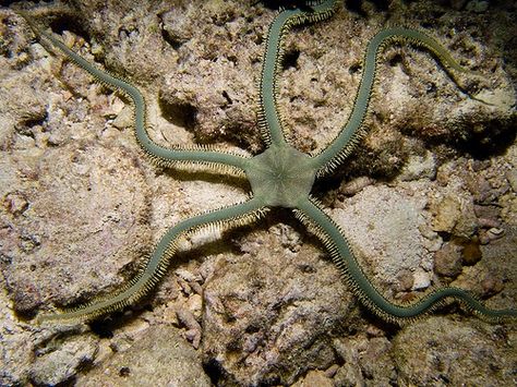 Brittle Starfish, Starfish Species, Brittle Star, Underwater Sea, Live Animals, Marine Fish, Water Life, Aquatic Animals, Saltwater Aquarium