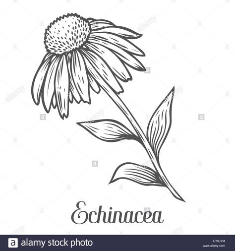 Download this stock vector: Echinacea flower, leaf, plant. Black isolated on white background. Organic nature medicinal ayurvedic herb. Hand drawn engraved - H7XJYM from Alamy's library of millions of high resolution stock photos, illustrations and vectors. Echinacea Flower Embroidery, Purple Coneflower Drawing, Echinacea Embroidery, Echinacea Illustration, Cone Flower Tattoo, Coneflower Drawing, Coneflower Tattoo, Flower Sketch Pencil, Echinacea Flower