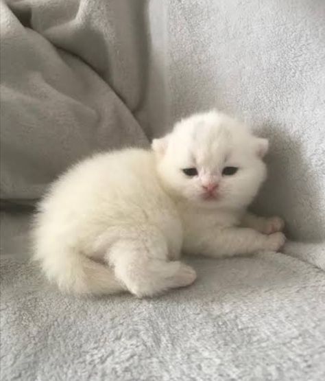 Fluffy White Kitten, White Fluffy Kittens, Cute White Cats, Cute White Kitten, White Fluffy Cat, Albino Cat, Kitten White, Cute White Cat, White And Black Cat