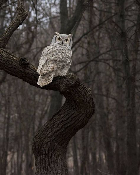 Wild Owl, Animal Photography Wildlife, Hoot Owl, Owl Pictures, Garden Animals, Beautiful Owl, Great Horned Owl, Wild Creatures, Fabric Birds