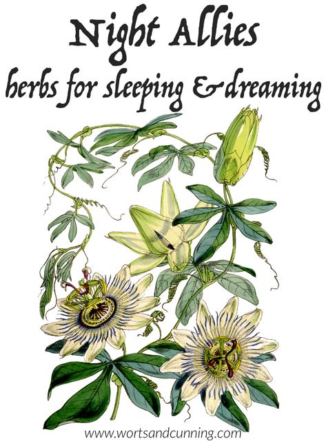 Blue Vervain, Herbs For Sleep, Recipes Tutorials, Moon Time, Herbal Magic, California Poppy, Natural Diy, Passion Flower, Sleep Better