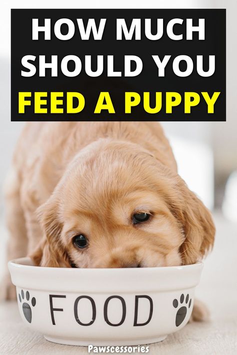 So you have a puppy and are wondering exactly how much food you should be feeding them. The exact age and weight of your puppy will affect exactly how much you should feed them. In this article we will discuss: 7 simple steps to feeding your puppy properly, what the best puppy food brands are, how much food you should be feeding your puppy, and more. Puppy Eating Schedule, Puppy Food Chart, How To Make Puppy Food, Best Food For Puppies, Best Puppy Food For Small Dogs, Puppy Feeding Chart, Puppy Feeding Guide, Puppy Feeding Schedule, Baby Frenchie