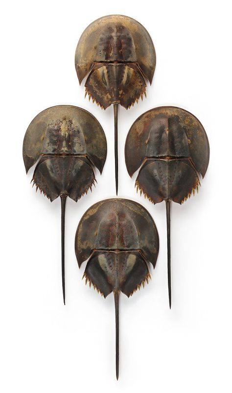 Christopher Marley, Black Studio, Horseshoe Crab, Sea Life Art, Natural Structures, Coastal Wall Decor, Beautiful Bugs, The Natural World, Animal Projects