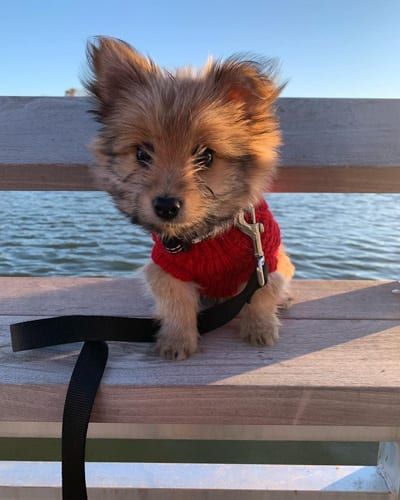 Facts About Yorkie Pomeranian Mix |Yoranian Dog 8 Pomeranian Yorkie Mix Dogs, Pomeranian Mix Breeds, Yorkie Pomeranian Mix Puppies, Yorkie Pomeranian Mix, Pomeranian Mix Puppies, Yorkie Pomeranian, Cavachon Dog, Puggle Dogs, Pomsky Dog