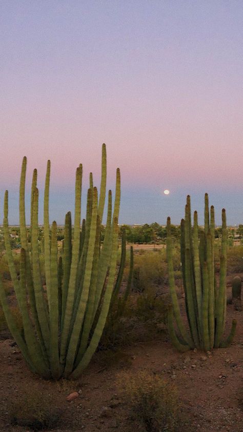 Botanical gardens Phoenix, Arizona. Cactus, sunset, desert, garden, Scottsdale, AZ Chino Valley Arizona, Desert Beach Aesthetic, Arizona Travel Aesthetic, Tuscon Arizona Aesthetic, Desert Astethic, Arizona Wallpaper Iphone, Tucson Arizona Aesthetic, Arizona Desert Aesthetic, Phoenix Arizona Aesthetic