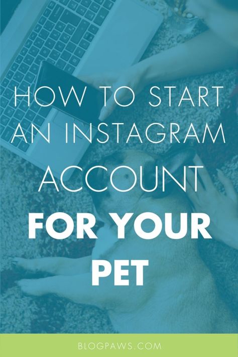 Pet Influencer, Pet Photo Ideas, Account Photo, Pet Photography Tips, Dog Instagram, Cat Instagram, Mom Essentials, Pet Party, Pet Wipes