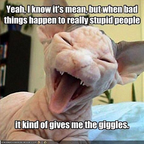 Yeah, I know it's mean, but when bad things happen to really stupid people Ugliest Cat, Chat Sphynx, Ugly Cat, Sphinx Cat, Rex Cat, Hairless Cat, Bad Cats, Sphynx Cat, Funny Cat Pictures