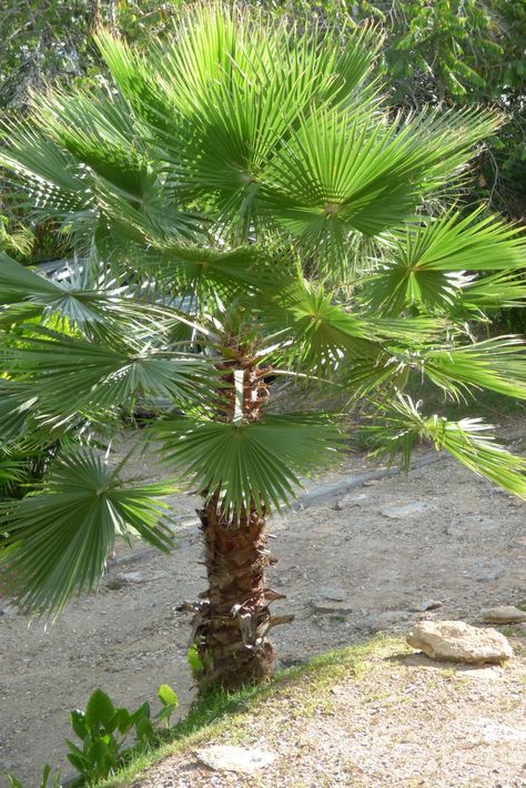 Washingtonia robusta (Mexican Fan Palm) | North Carolina Extension Gardener Plant Toolbox Mexican Fan Palm, Mexican Palm, Soil Texture, Broadleaf Evergreen, Fan Palm, Drought Tolerant Garden, Street Trees, How To Grow Taller, Coastal Landscape