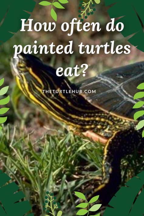 Painter Turtle Habitat, Painted Turtle Habitat, Painted Turtle Tank Ideas, Painted Turtle, Turtle Setup, Pet Turtle Care, Western Painted Turtle, Turtle Tank Setup, Red Eared Slider Turtle