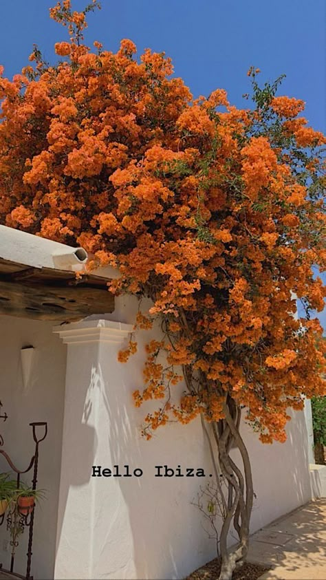 Bougainvillea Pergola Patio, Bogenvilla Plant, Bougenville Flowers Aesthetic, Bouganvilla Flower, Bougainvillea Orange, Bougenville Flowers, Bougainvillea Aesthetic, Orange Bougainvillea, Bougainvillea Trellis