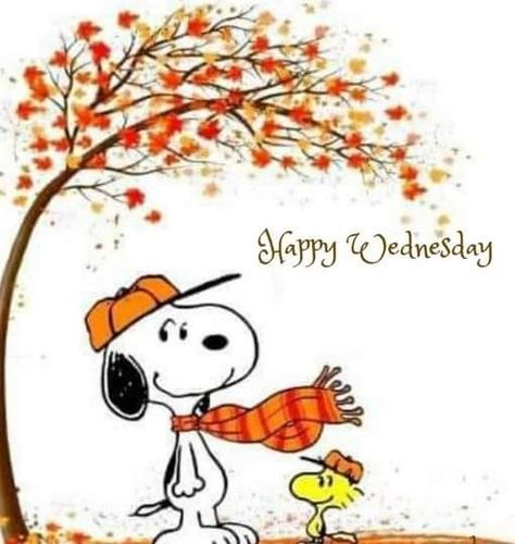 Wednesday Greetings, Good Morning Snoopy, Getting Ready For Christmas, Peanuts Charlie Brown Snoopy, Good Morning Wednesday, Happy Wednesday Quotes, Coffee Today, Snoopy Funny, Snoopy Images