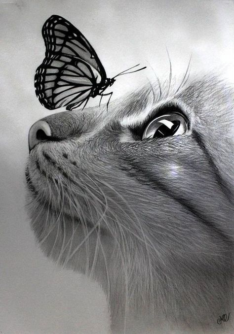 Lifelike graphite drawing of cat and butterfly - incredibly realistic hand drawn from photo #portraits #art #dog #pets #cat Realistic Animal Drawings, Pencil Drawings Of Animals, Easy Drawing Steps, Animal Drawings Sketches, Drawing Faces, Pencil Drawings Easy, Seni 3d, Animale Rare, Butterfly Drawing