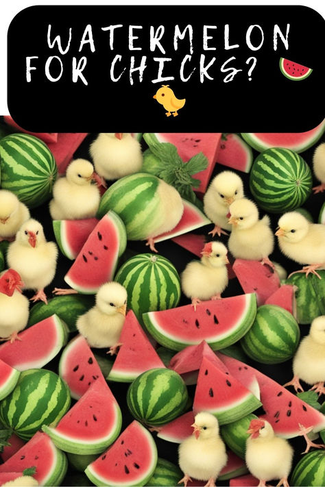 Wondering If Juicy Watermelon Is Okay For Your Baby Chicks? 🍉🐥 Click To Uncover The Do's And Don'ts Of Feeding Watermelon To Your Fluffy Little Ones. Keep Your Peeps Pecking Happily And Healthily! 🌞🌱 #BabyChickens #ChickDiet #WatermelonTreat #RaisingChicks #PoultryCare #HealthyChicks #ChickenHealth #HomesteadChickens #ChickFeeding #BackyardPoultry #YoungChickens #FlockHealth #ChickTips #SustainableLiving #FarmLife #ChickenTreats #HenHealth Raising Chicks, Chicken Health, Juicy Watermelon, Chicken Eating, Chicken Treats, Backyard Poultry, Baby Chickens, Do's And Don'ts, Canned Chicken