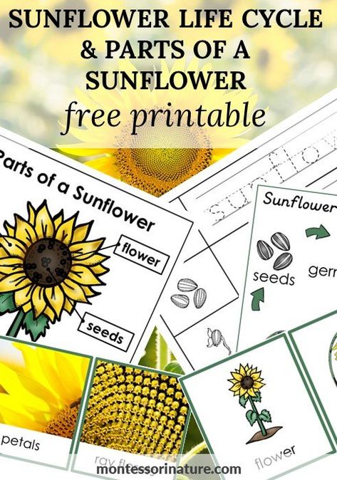 Sunflower Life Cycle And Parts Of A Sunflower – Free Printable - Montessori Nature Sunflower Craft Kindergarten, Seed Life Cycle Free Printable, Parts Of A Sunflower Preschool, Sunflower Inquiry Kindergarten, Sunflower Learning Activities, Sunflower Activities For Kindergarten, Sunflower Life Cycle Printable Free, Sunflower Free Printable, Sunflower Activities For Preschool