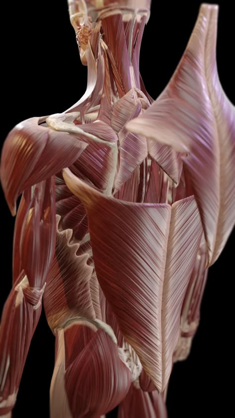 Get to know the muscles of your back. Click on the video to learn more about the different muscle layers in your back, their names, and what they do. Pin this for a handy anatomy reference or use it to learn more about how your body works.  #AnatomyVisuals #BackHealth #BackMuscles #BackAnatomy #VOKA Human Anatomy From Back, Human Muscles Anatomy, Full Body Muscles Anatomy, Muscles Of The Body, Human Back Muscles, Learn Anatomy, Muscles Of The Back Anatomy, Female Body Muscles Anatomy, Body Muscles