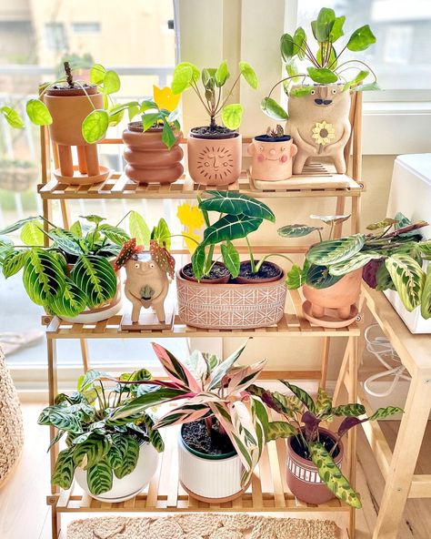 Aesthetic Plant Pot, Bedroom Aesthetic Plants, Plants Room Aesthetic, Plants Bedroom Aesthetic, Plant Bedroom Aesthetic, Plant Room Aesthetic, Ladder Ideas, Indoor Plants Styling, Tattoo Plant