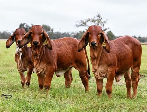 Red Brahman Bull Brahman Bull, Gado Leiteiro, Beef Cow, Future Farms, Cattle Farming, Cattle Ranching, Limousin, Going Fishing, Cute Animal Videos