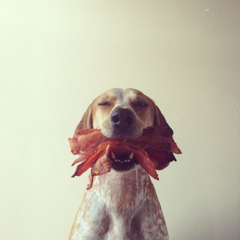 Dog+bacon=nirvana Bacon Dog, Puppy Bowls, Funny Dog Photos, Happy Dogs, Dog Photos, Mans Best Friend, Animals Friends, Dog Life, I Love Dogs