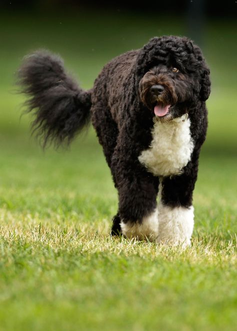 Portuguese Water Dogs are on the list of 9 Dog Breeds That *Love* Swimming, Tummy Pooch, Portugese Water Dogs, Spanish Water Dog, Most Expensive Dog, Golden Retriever Rescue, Chinese Dog, Portuguese Water Dog, Best Dog Breeds, Pomeranian Puppy