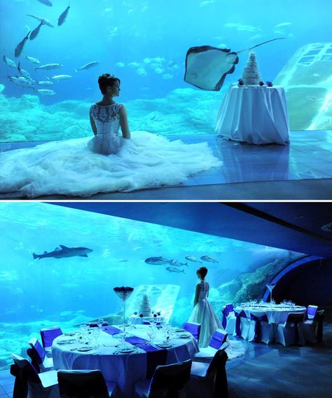 For something really special and unique, you can hold a wedding amongst the tranquil surroundings of the National Marine Aquarium in Plymouth Sea Wedding Theme, Wedding Styles Themes, Ocean Wedding Theme, Little Mermaid Wedding, Underwater Wedding, Unusual Wedding Venues, Aquarium Wedding, Victorian Wedding Dress, Bridesmaid Dresses Uk