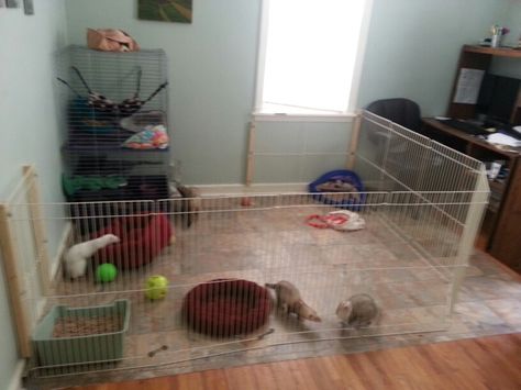 Ferret Play Area Ideas, Ferret Room Ideas, Ferret Playpen, Ferret Room, Ferret House, Ferret Ideas, Rat Ideas, Ferret Diy, Ferret Nation Cage