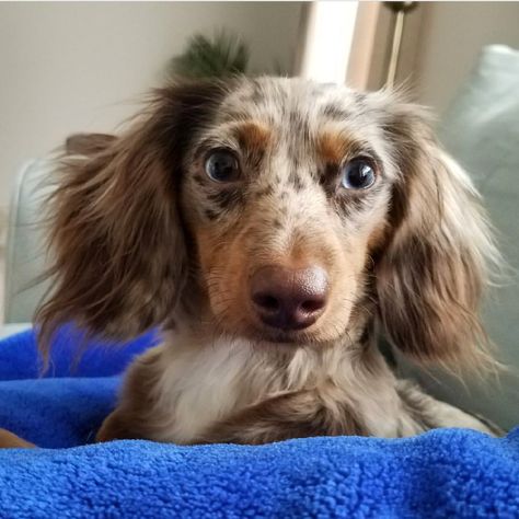 Dapple Dachshund Long Haired, Dapple Dachshund Miniature, Mini Daschund, Most Cutest Dog, Daschund Puppies, Dapple Dachshund Puppy, Baby Dachshund, Dachshund Puppy Miniature, Cute Doggies