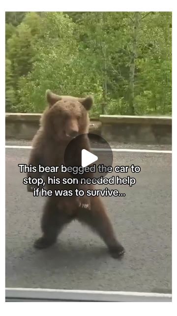 Wholesome stories on Instagram: "He has bestie 🥹❤️ #bear #wholesomemoments #hearttouching #heartwarming" Happy Things Pictures, Bear Videos, Wholesome Stories, Bear Video, Heartwarming Pictures, Dancing Animals, Heartwarming Photos, Fun Video, Funny Bears