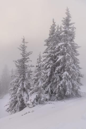 size: 24x16in Photographic Print: Deeply Snow-Covered Trees, Salzburg, Austria by Rainer Mirau : Snow Night, Snow Tree, Snow Covered Trees, Salzburg Austria, Lion Pictures, Dark Wallpaper Iphone, Winter Scenery, Tree Drawing, Landscape Drawings