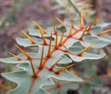 Spooky Plants, Calabash Tree, Dangerous Plants, Strange Plants, Zoo Tycoon, Fiction Story, Weird Plants, Plant Fungus, Fluorescent Orange