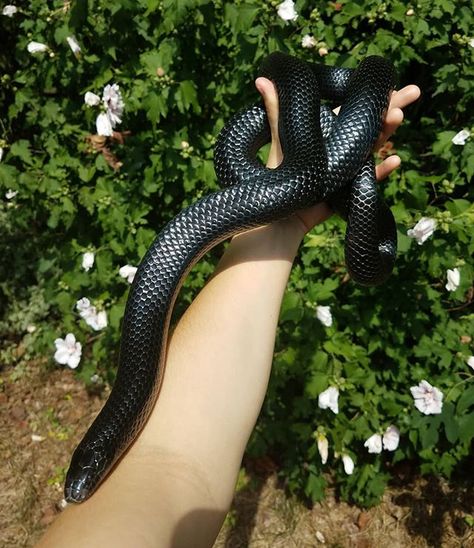 Smoldering Serpents (@smolderingserpents) • Instagram photos and videos Brazilian Rainbow Boa, Snake Pet, Snake Photos, Milk Snake, Stories Pictures, Boa Constrictor, Corn Snake, Pet Snake, Ball Python