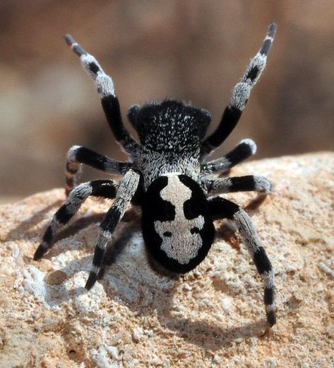 Velvet Spider (Ereus albopictus) Spain Poisonous Spiders, Arachnids Spiders, Crab Spider, Spider Species, Spider Drawing, Black And White Spider, Wolf Spider, Pet Spider, White Spider