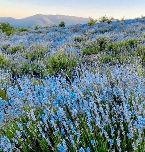 Spring Blue Aesthetic, Blue Cottage Core Aesthetic, Light Blue Flowers Aesthetic, Blue Spring Aesthetic, Blue Flower Aesthetic, Blue Flower Field, Blue Flowers Aesthetic, Aesthetic Blue Flowers, Blue Wildflowers