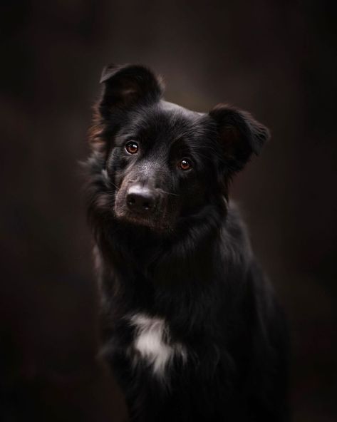 Alicja Zmysłowska Photography on Instagram: “Stunning Black Beauty Jekku 🖤 Did you know I actually thought my dream Border Collie would be as him - all black. Instead I got 0% black…” Border Collie Puppies Black, All Black Border Collie, Black Dog Photography, Border Collie Photography, Black Border Collie, Border Collie Black, Border Collie Lab Mix, Border Collie Pictures, Lab Mix Puppies