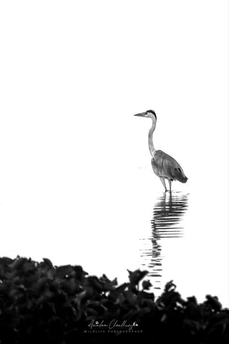 Great Heron Tattoo, Heron Tattoo, Heron Art, Water Tattoo, Grey Heron, White Face, White Picture, Black And White Pictures, I Tattoo