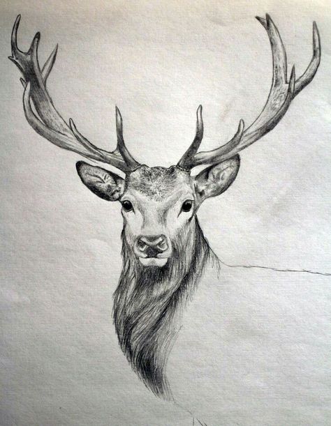 40 Free & Easy Animal Sketch Drawing Ideas & Inspiration Burung Kakatua, Deer Drawing, Drawing Hands, Deer Tattoo, Easy Animals, Deer Art, 3d Drawings, Realistic Paintings, A Deer