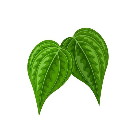 Vector illustration of betel leaf, scientific name of Piper betle, isolated on white background. Betel Leaf, Leaf Vector, Scientific Name, Leaves Vector, Free Vector Graphics, Vector Graphics, Image Types, Vector Art, Google Images