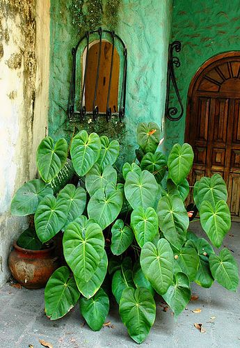 mexican potted shade plant Potted plants in the shadow of a doorway, Puerto Vallarta Mexico | Flickr - Photo Sharing! Mexican Garden, Puerto Vallarta Mexico, Shade Plants, Tropical Garden, Shade Garden, Urban Garden, Green Plants, Plant Life, Garden And Yard