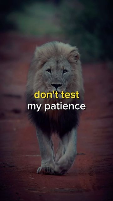 Test My Patience Quotes, Testing Quotes, Don't Test My Patience Quotes, Don't Test My Patience, How To Practice Patience, People Testing My Patience, Ways To Practice Patience, Patience Meme, Testing Quote